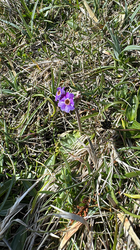 Primula scotica, photograph 6