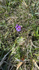 Primula scotica, photograph (c) Geoff Morgan, some rights reserved (CC BY)