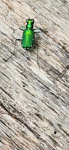 Six-spotted Tiger Beetle