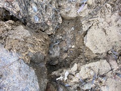 Scolopendra polymorpha