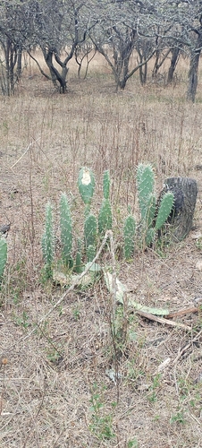 Red Prickly Pear