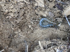 Scolopendra polymorpha