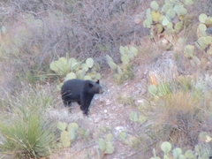 Ursus americanus eremicus