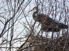 Ardea herodias