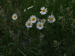 Tripleurospermum hookeri