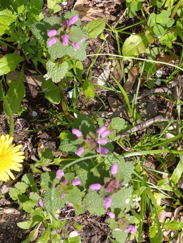 Наблюдение на iNaturalist