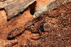 Coriarachne depressa