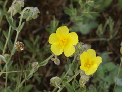 Helianthemum