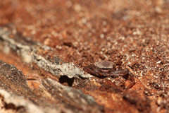 Coriarachne depressa