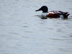 Spatula clypeata