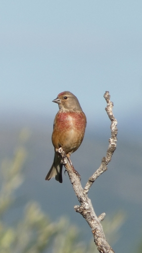 Eurasian Linnet