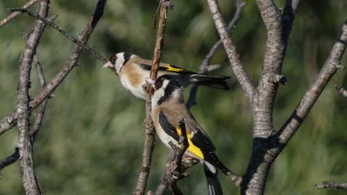 European Goldfinch