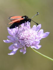 Zygaena punctum
