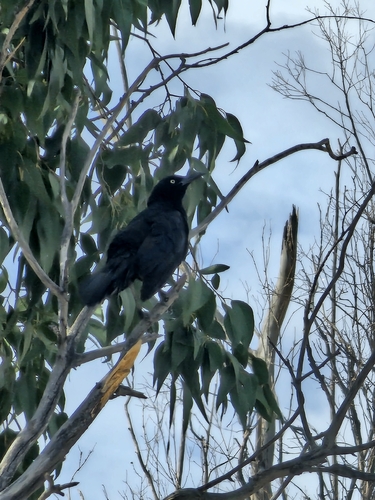 Great-tailed Grackle