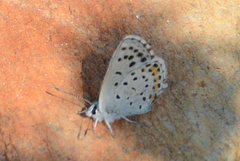 Pseudophilotes vicrama