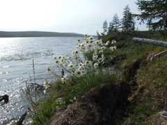 Tripleurospermum hookeri