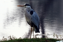 Ardea cinerea