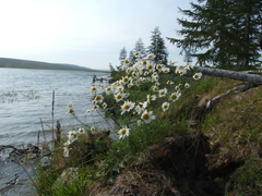 Tripleurospermum hookeri