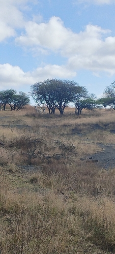Plains Zebra