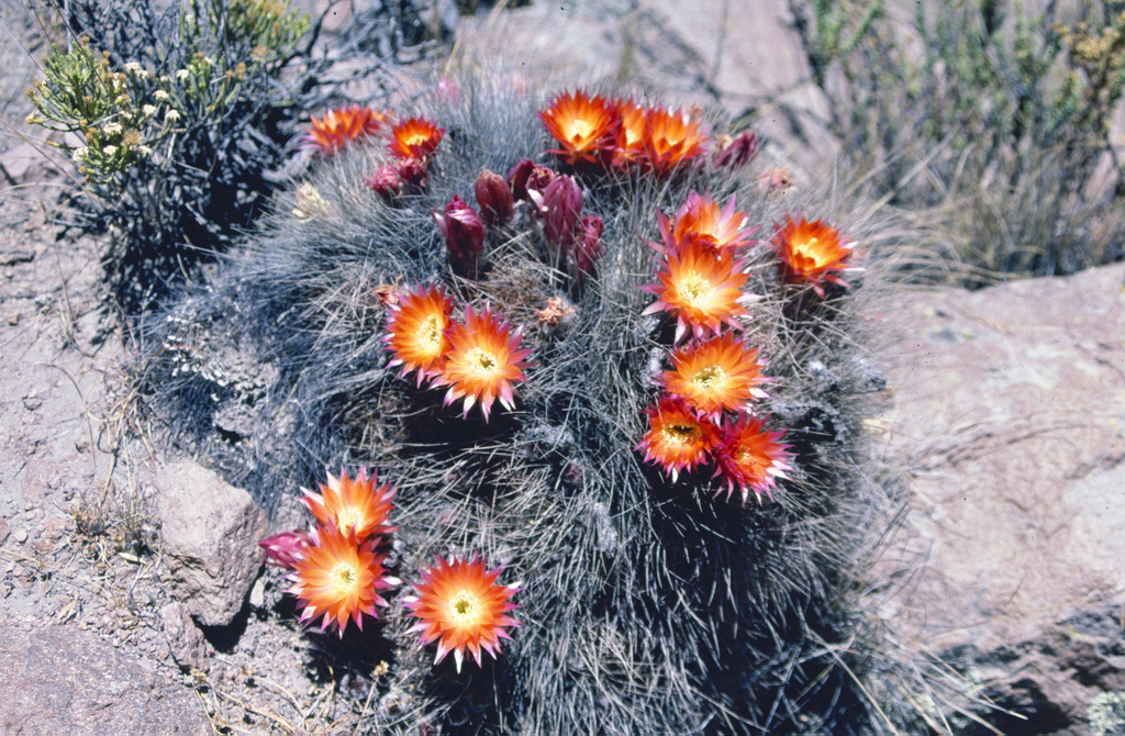 Lobivia pampana