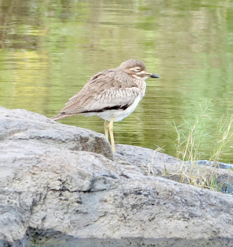 iNaturalist image