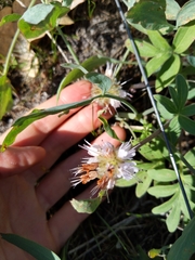 Hydrophyllum capitatum thompsonii