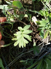 Hydrophyllum capitatum thompsonii