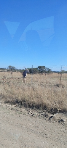 Cape Eland