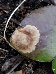 Phytomyza abdominalis