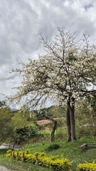 Ceiba insignis