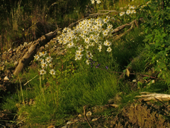 Tripleurospermum hookeri