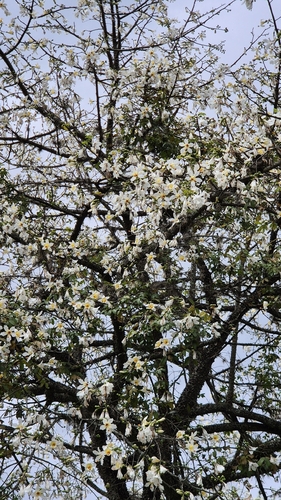 Ceiba insignis, photograph 1