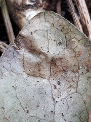 Phytomyza abdominalis