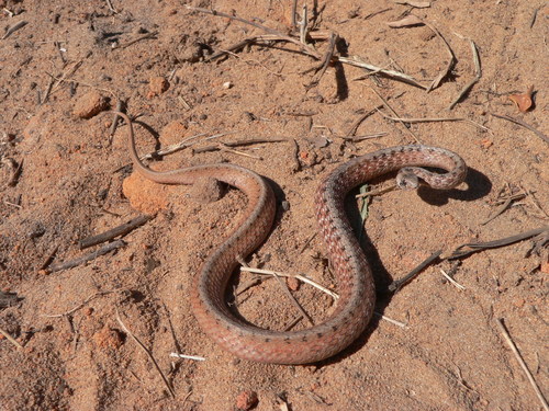 Florida Brownsnake