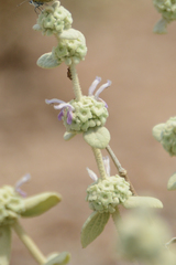 Pseudodictamnus mediterraneus