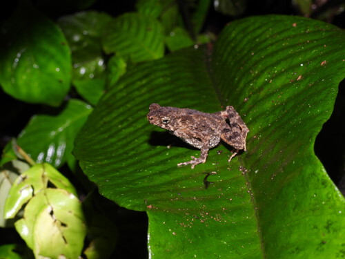 Leptophryne borbonica observed 2026-05-05