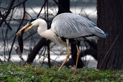 Ardea cinerea