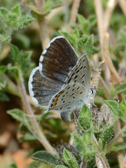 Pseudophilotes vicrama