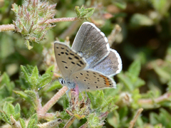 Pseudophilotes vicrama