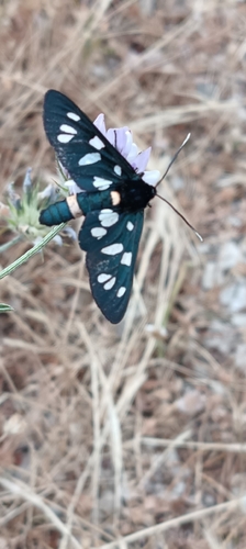 Amata marjana quercii