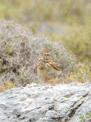 Galerida cristata meridionalis