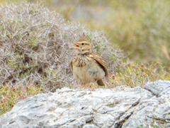 Galerida cristata meridionalis
