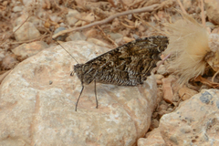 Hipparchia cretica