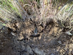 Scolopendra polymorpha