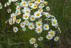Tripleurospermum hookeri