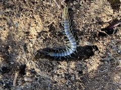 Scolopendra polymorpha