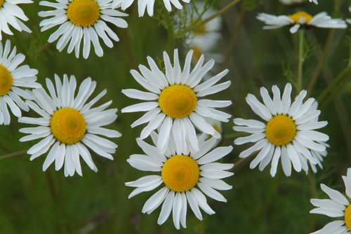 Tripleurospermum hookeri