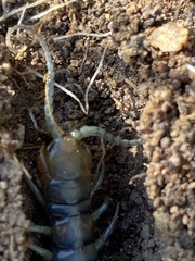 Scolopendra polymorpha