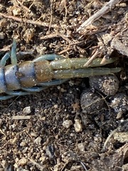Scolopendra polymorpha