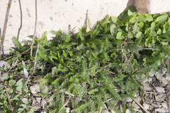 Achillea millefolium